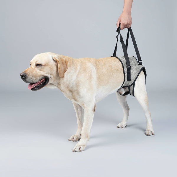 Support Lombaires Réglable Pour Grand Chien