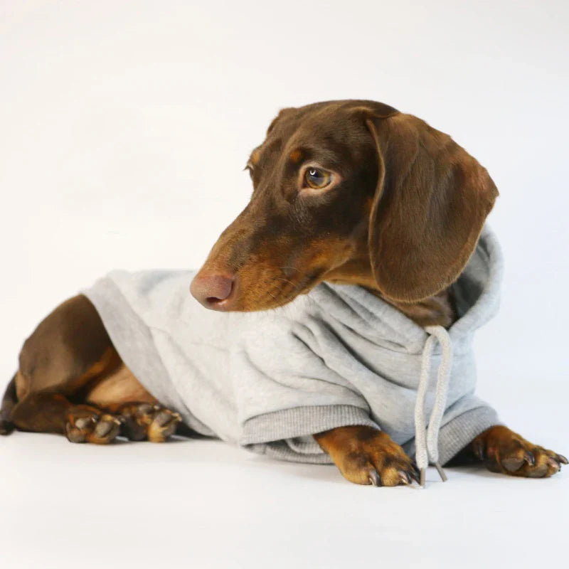 Sweat A Capuche Pour Teckel Confort Et Durable