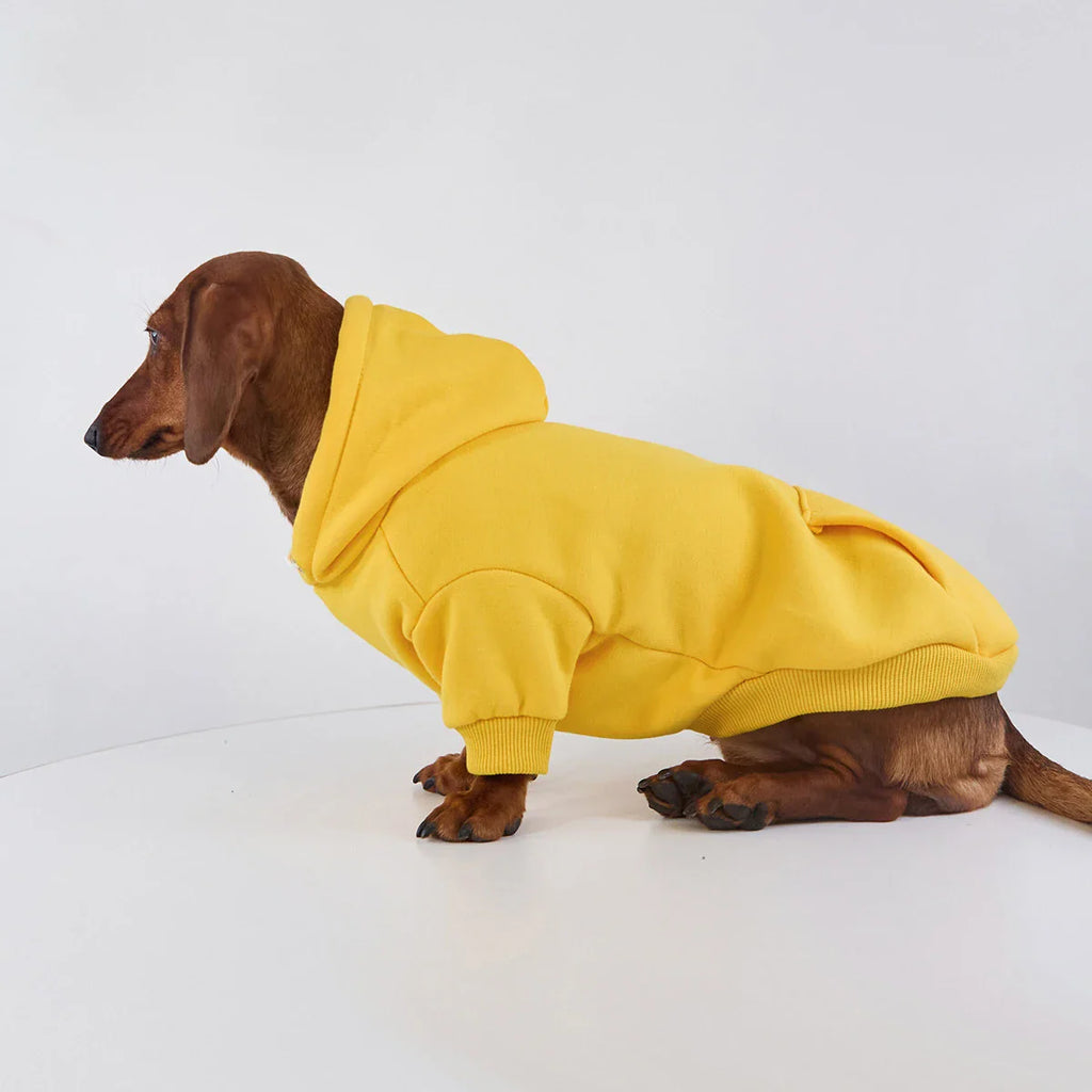 Sweat Coloré A Capuche Pour Chien Teckel