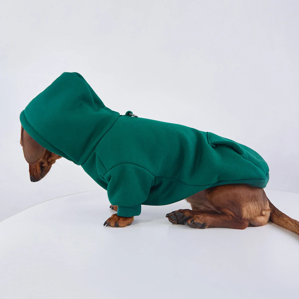 Sweat Coloré A Capuche Pour Chien Teckel