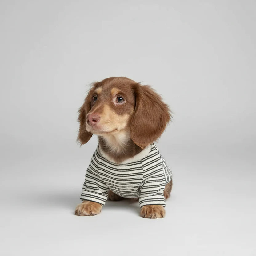 Sweat Rayé Avec Poche Pour Chien Teckel