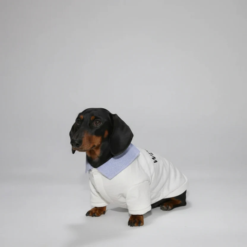 Sweat Col Chemise Pour Chien Teckel