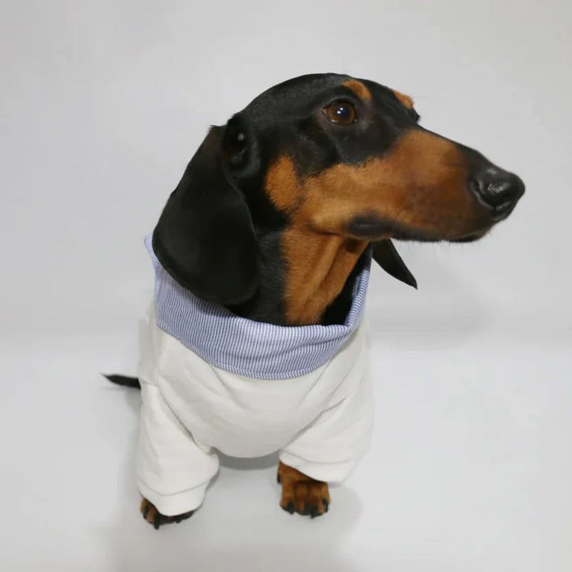 Sweat Col Chemise Pour Chien Teckel