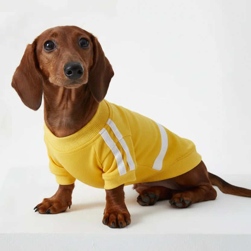 T-shirt pour chien teckel jaune avec des rayures blanches pour un look tendance