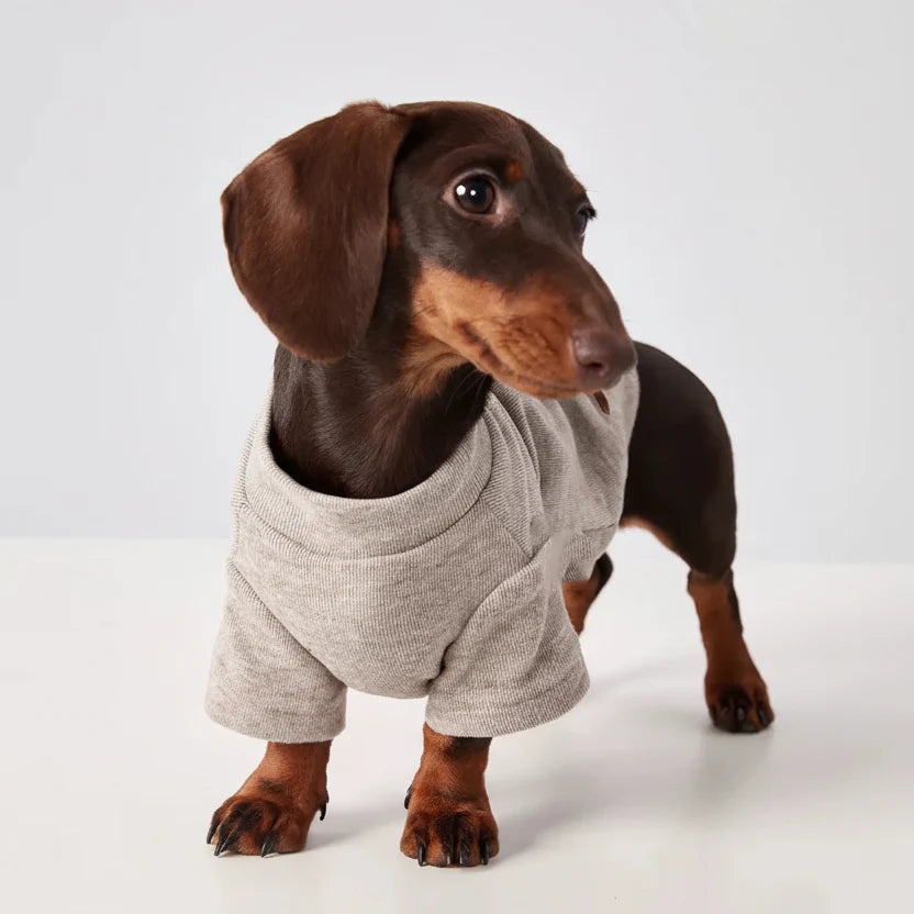 T-shirt Elégant Idéal Pour Chien Teckel