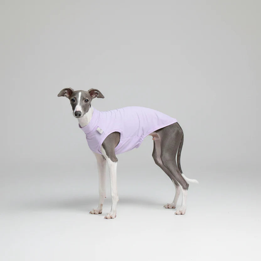 T-shirt protection pour lévrier en violet, conçu pour le confort et la mobilité des chiens