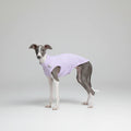 T-shirt protection pour lévrier en violet, conçu pour le confort et la mobilité des chiens