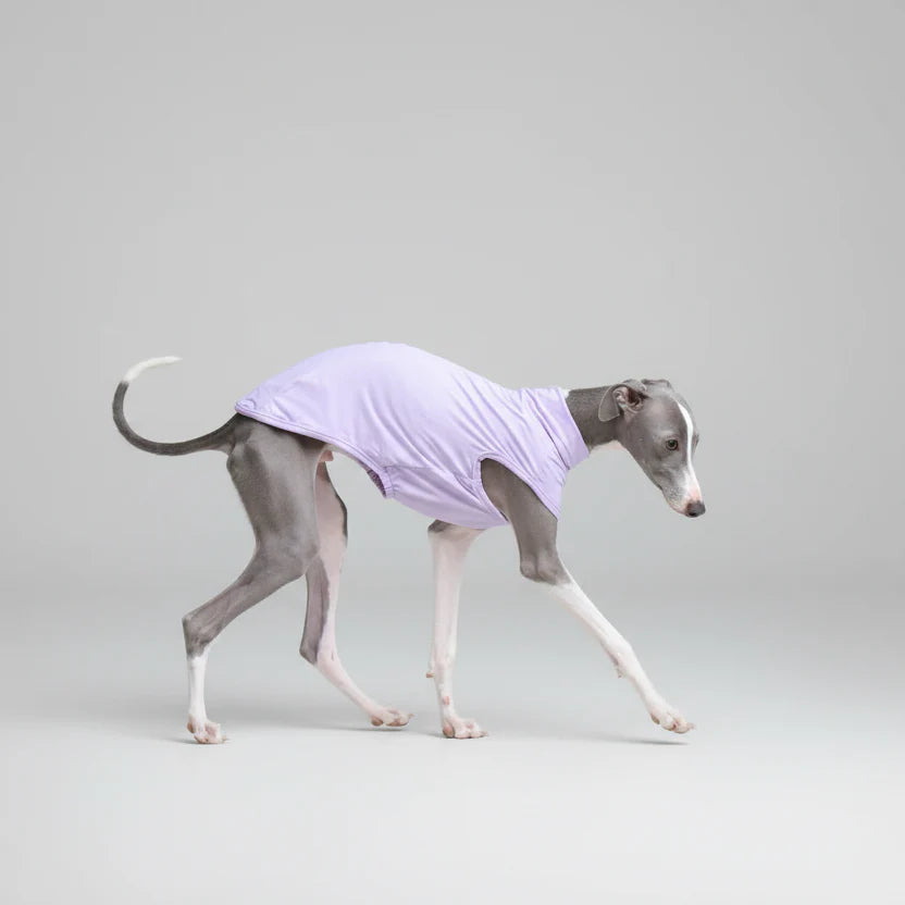 T-shirt De Protection Pour Lévrier Et Whippet