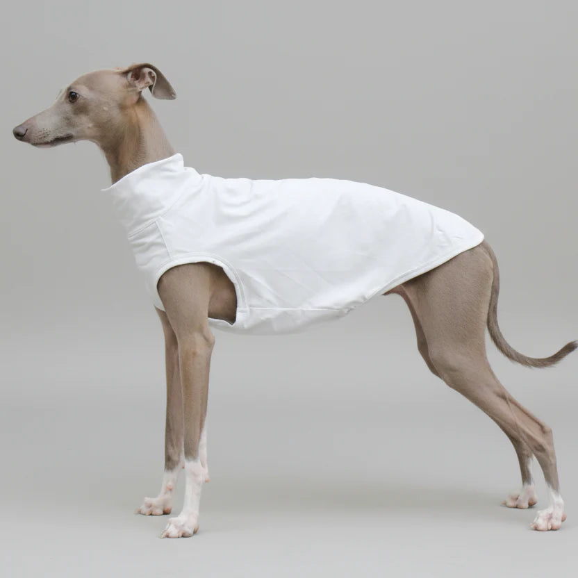 T-shirt protection solaire Lévrier blanc pour chiens, conçu pour un confort optimal en extérieur