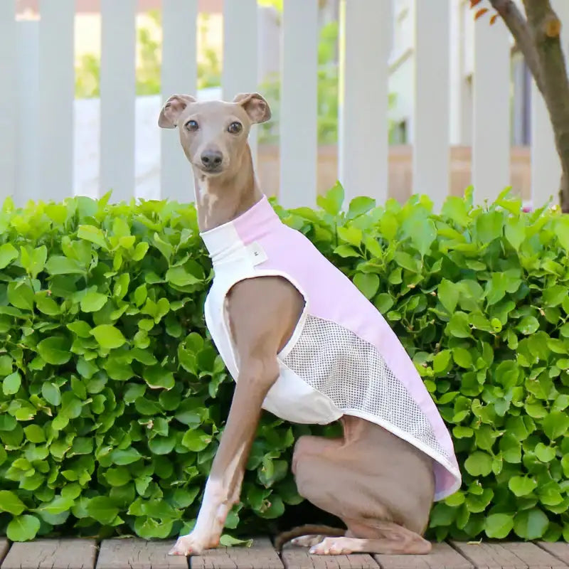 T-shirt Rafraîchissant Pour Lévrier Et Whippet