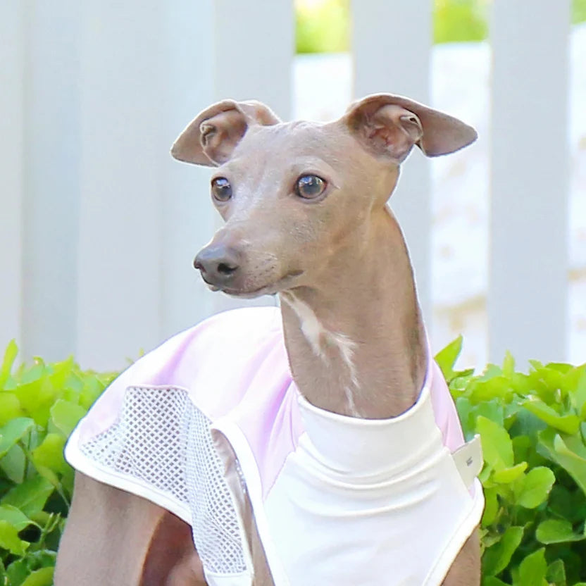 T-shirt Rafraîchissant Pour Lévrier Et Whippet