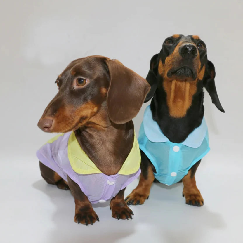 T-Shirt Rafraîchissant Pour Chien Teckel