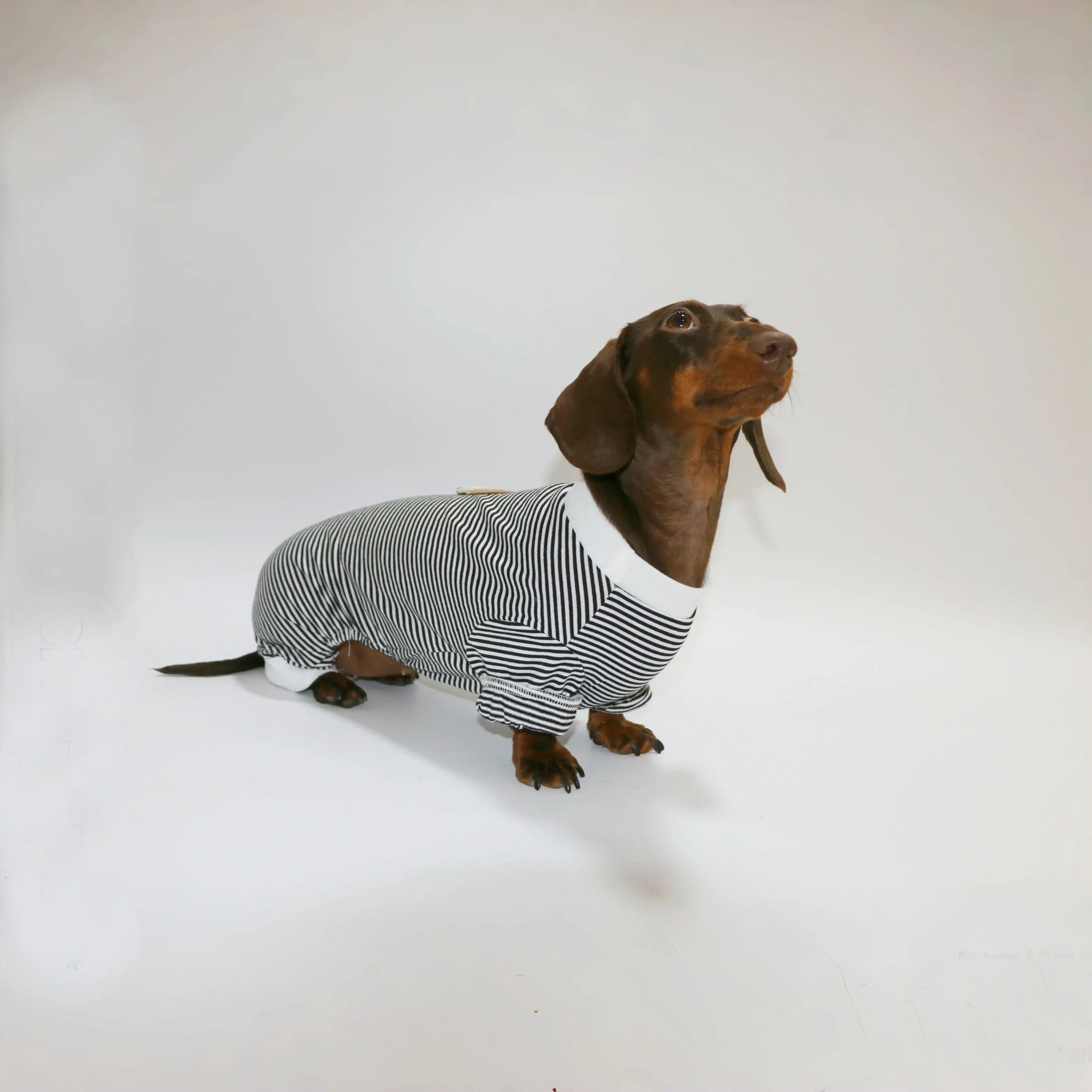 T-Shirt Rayé Manches Longues Pour Chien Teckel