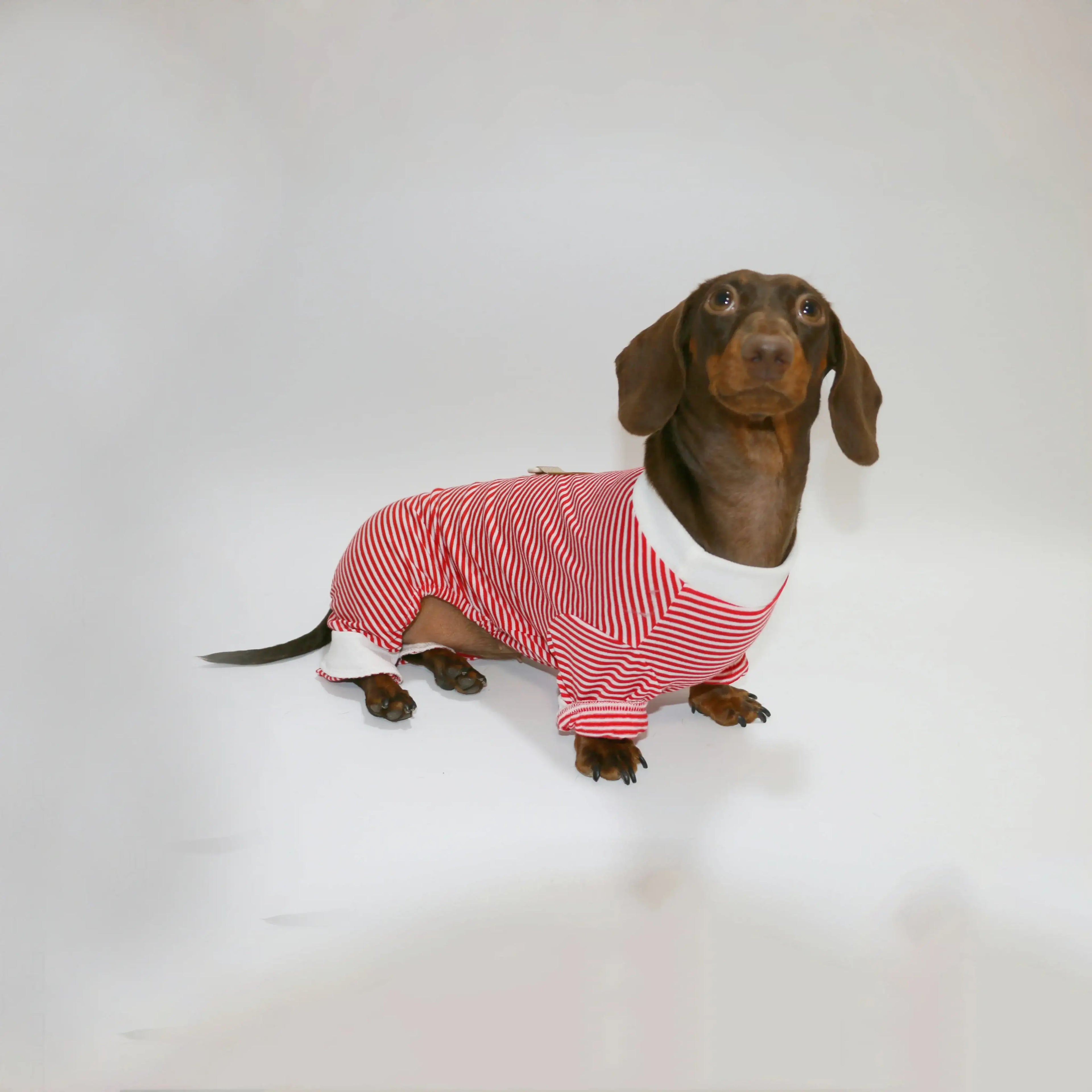 T-Shirt Rayé Manches Longues Pour Chien Teckel