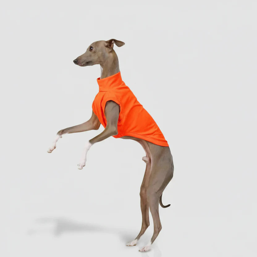 T-shirt Respirant Pour Chien Lévrier Et Whippet