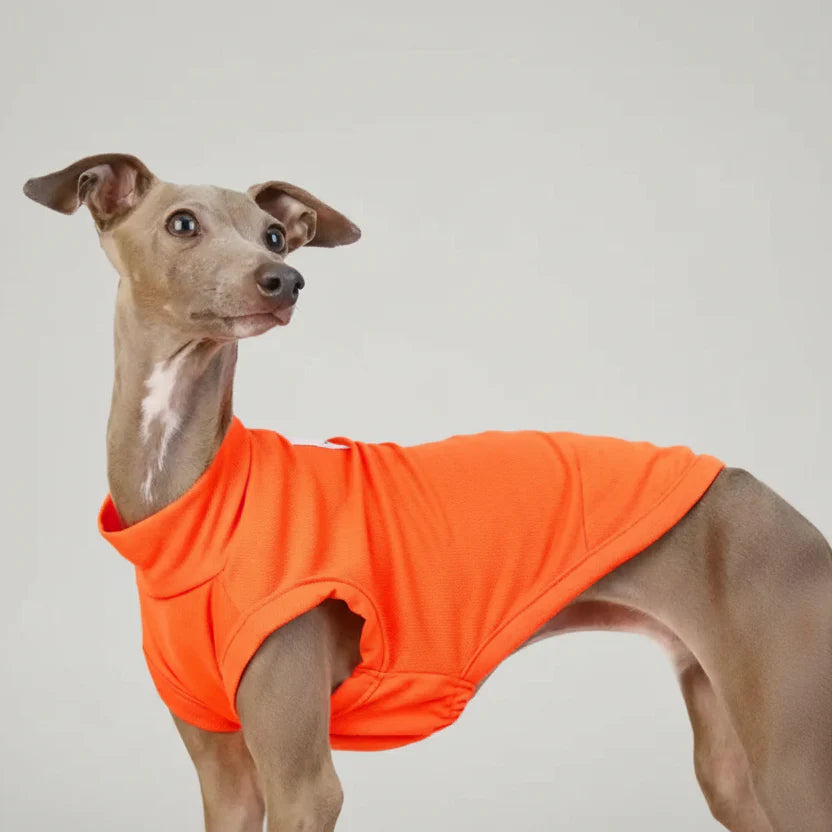 T-shirt Respirant Pour Chien Lévrier Et Whippet