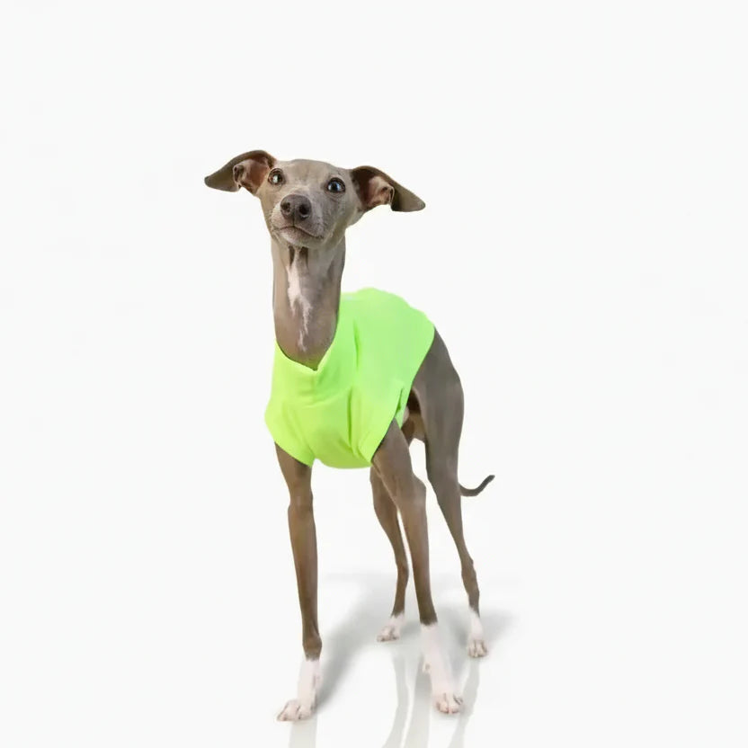 T-shirt Respirant Avec Protection UV Pour Lévrier Et Whippet