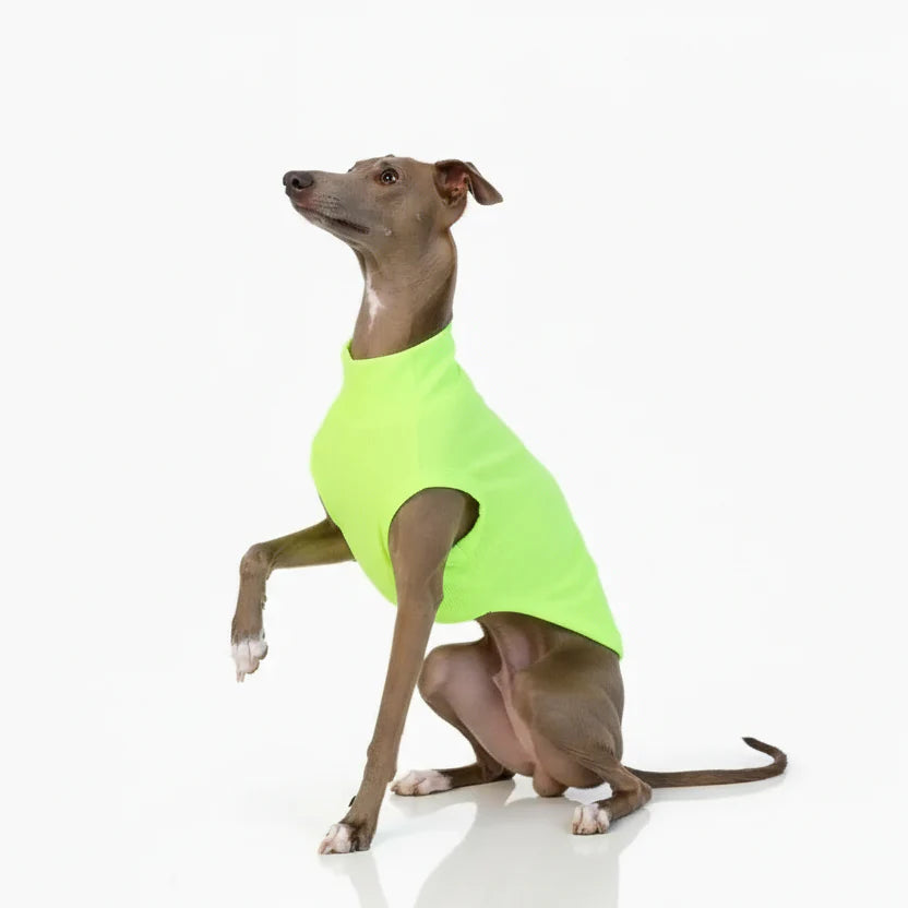 T-shirt Respirant Avec Protection UV Pour Lévrier Et Whippet