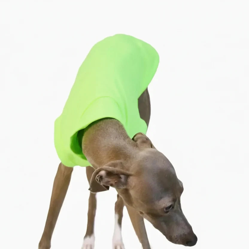 T-shirt Respirant Avec Protection UV Pour Lévrier Et Whippet