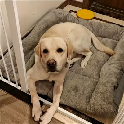 Tapis chien XXL CozyNest™