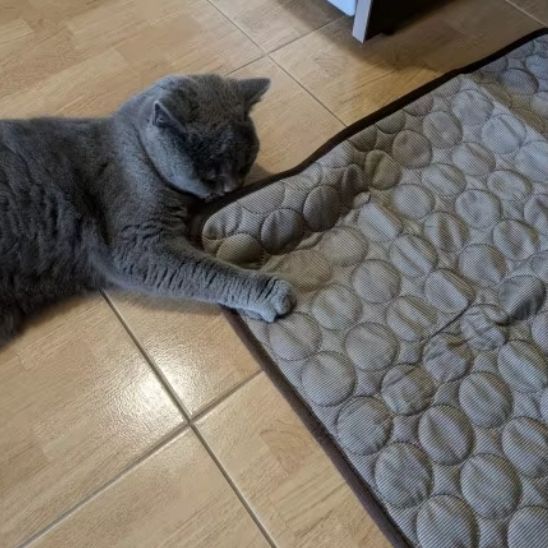 Tapis frais pour chat | Repos Fraicheur