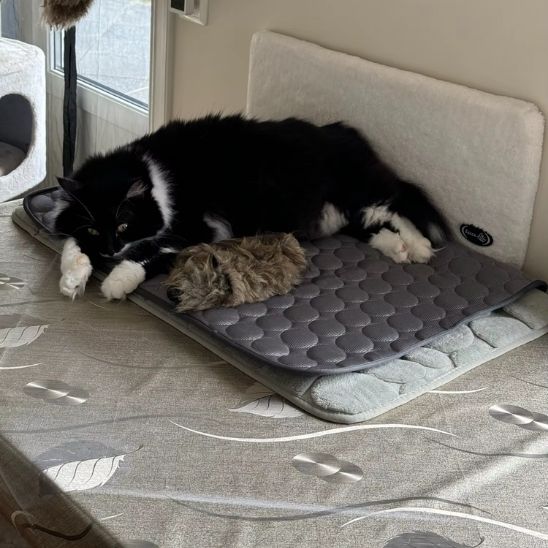 Tapis frais pour chat | Repos Fraicheur