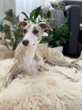 Chien couché sur un tapis luxe pour chien blanc et moelleux dans un salon moderne