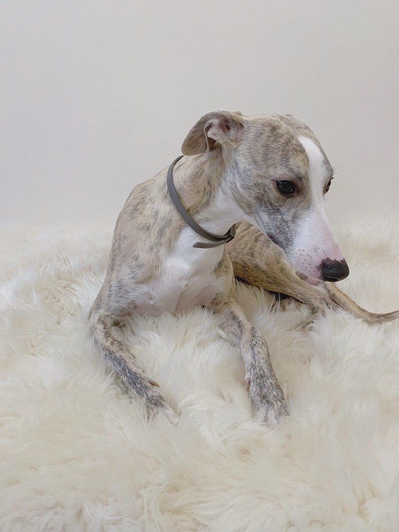 Tapis Luxe En Peau De Mouton Pour Chien
