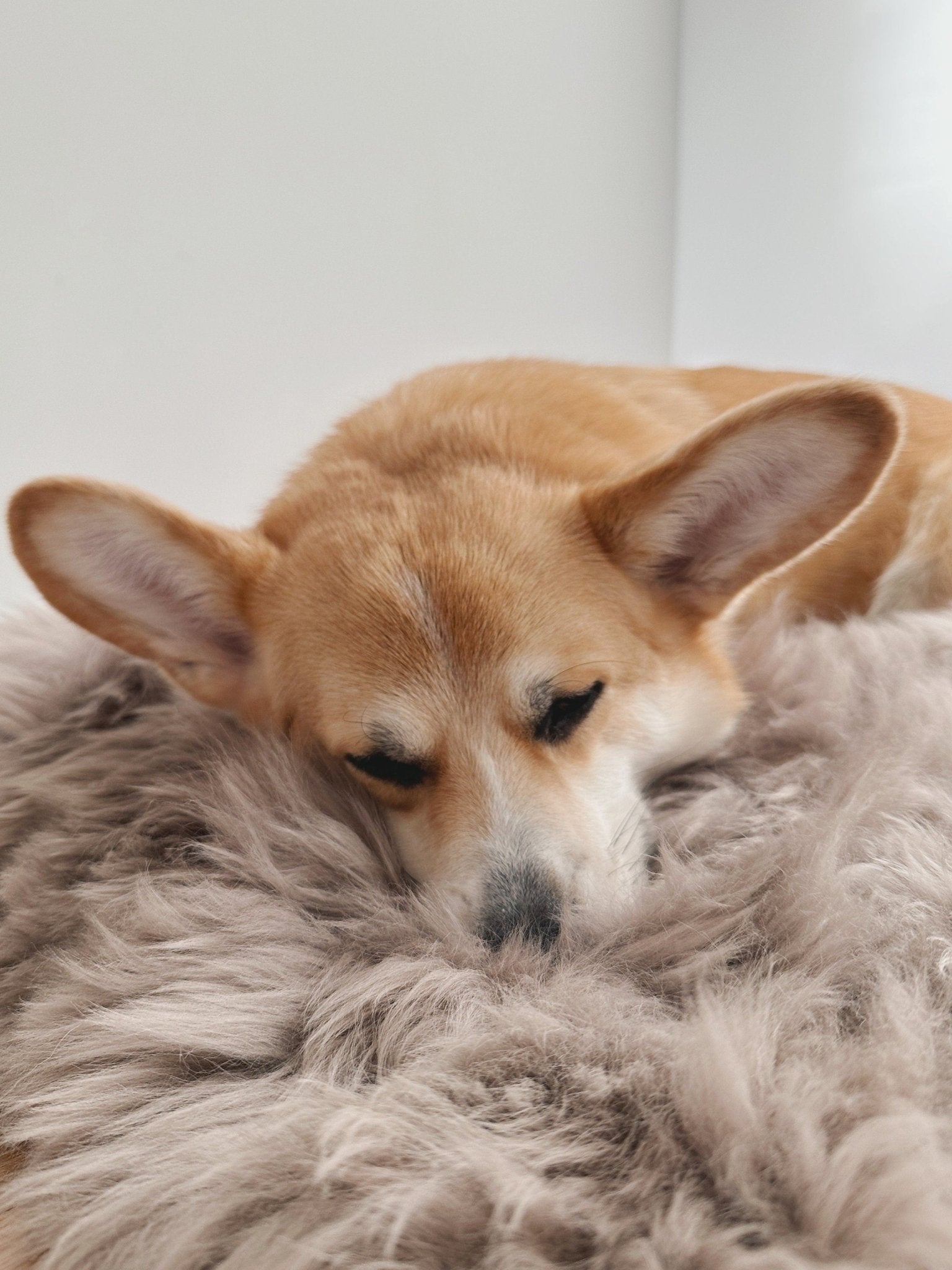 Tapis Luxe En Peau De Mouton Pour Chien