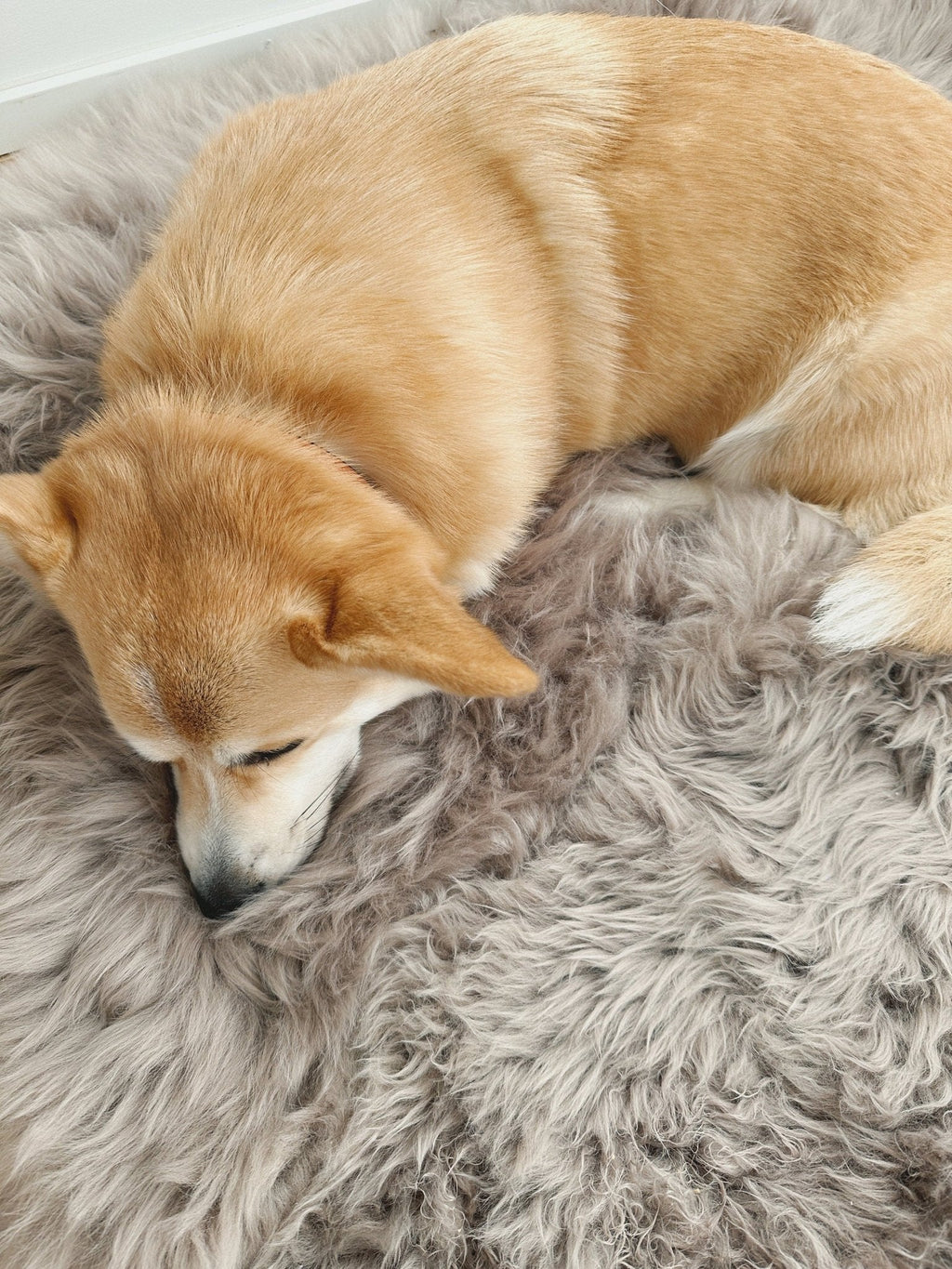 Tapis Luxe En Peau De Mouton Pour Chien