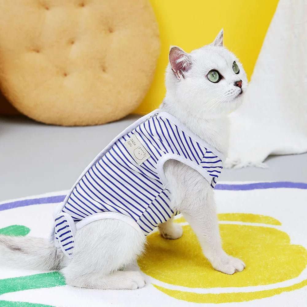 Chat blanc portant un tee-shirt post opératoire chat rayé bleu et blanc pour protection après chirurgie