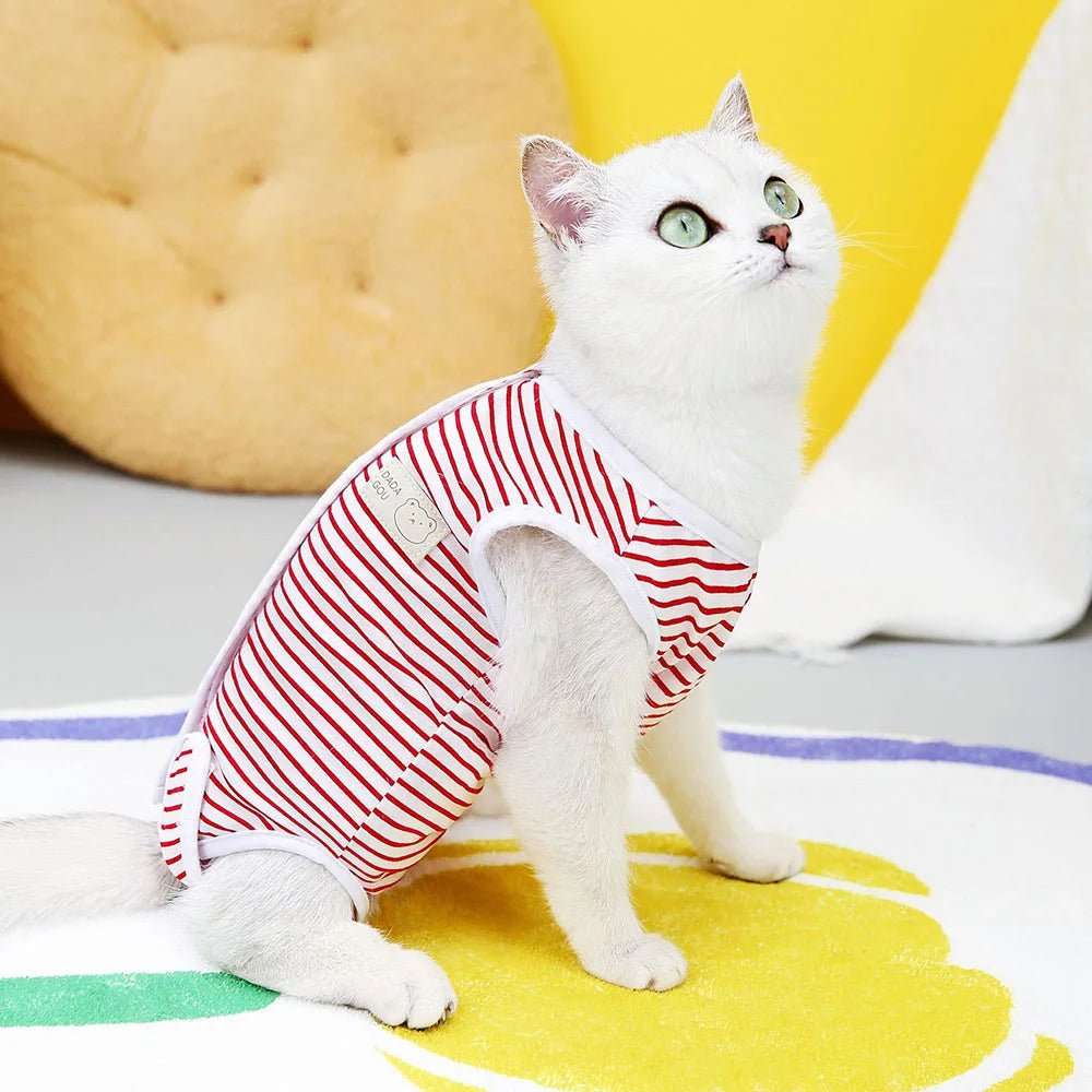 Chat blanc portant un tee-shirt post opératoire chat rayé rouge et blanc pour protection après chirurgie