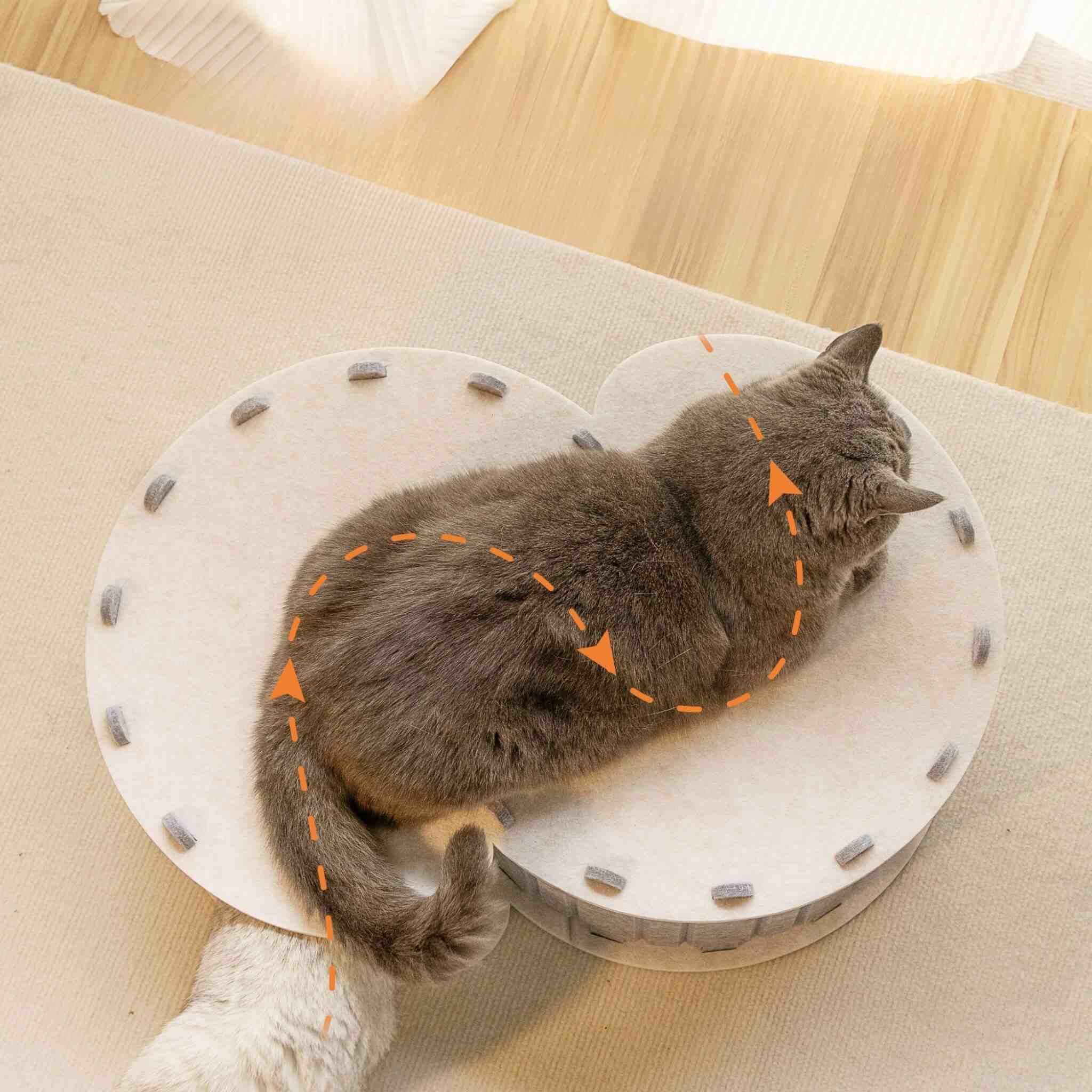 tunnel du chat 3-en-1