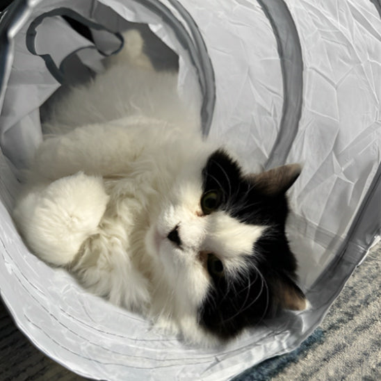 tunnel pour chat | Neko Passage