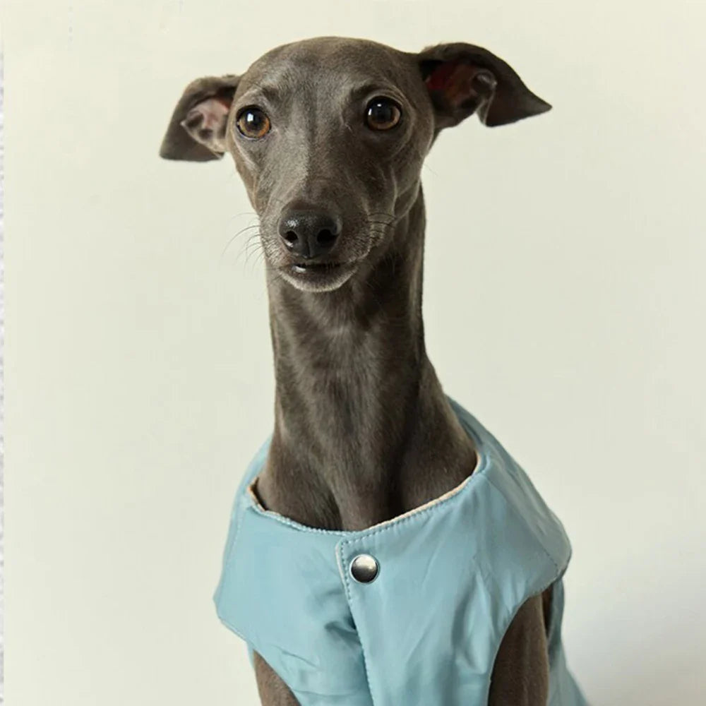 Veste Chaude Pour Chien Lévrier Et Whippet