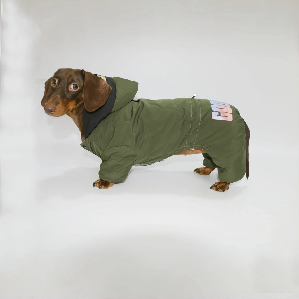 Veste coupe-vent pour teckel en vert avec capuche et logo coloré sur le dos