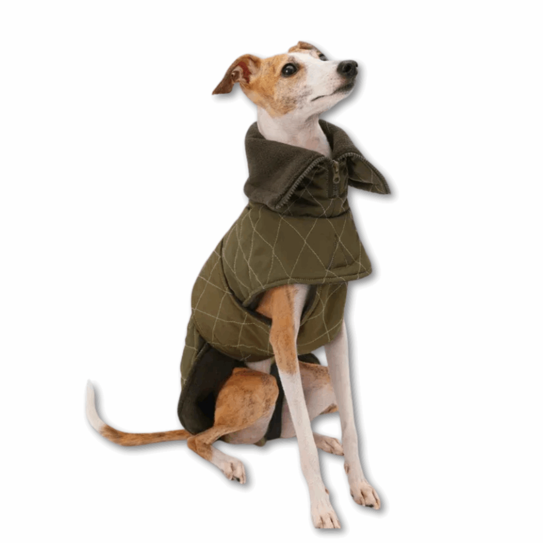 Veste Élégante Et Réglable Pour Lévrier