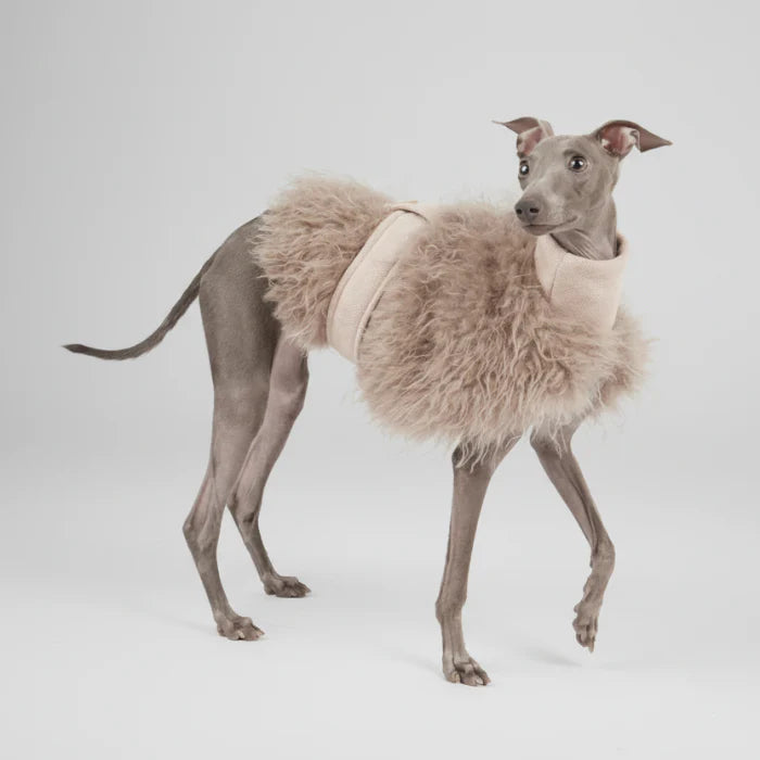 Veste Fausse Fourrure Pour Lévrier Whippet - Les Bonnes Affaires