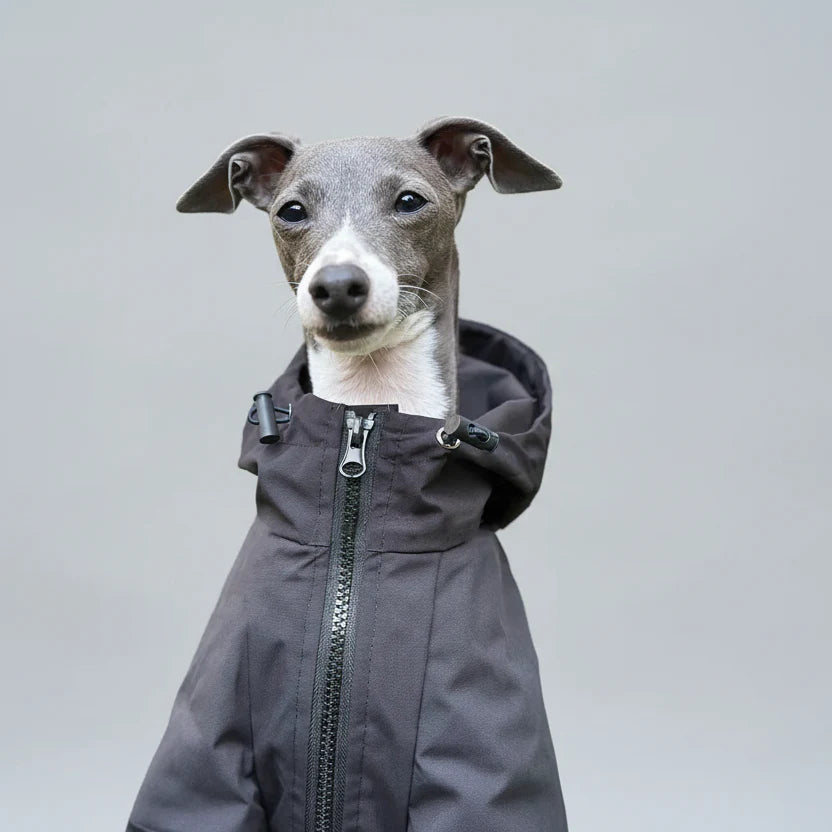 Veste Imperméable A Capuche Pour Lévrier Et Whippet