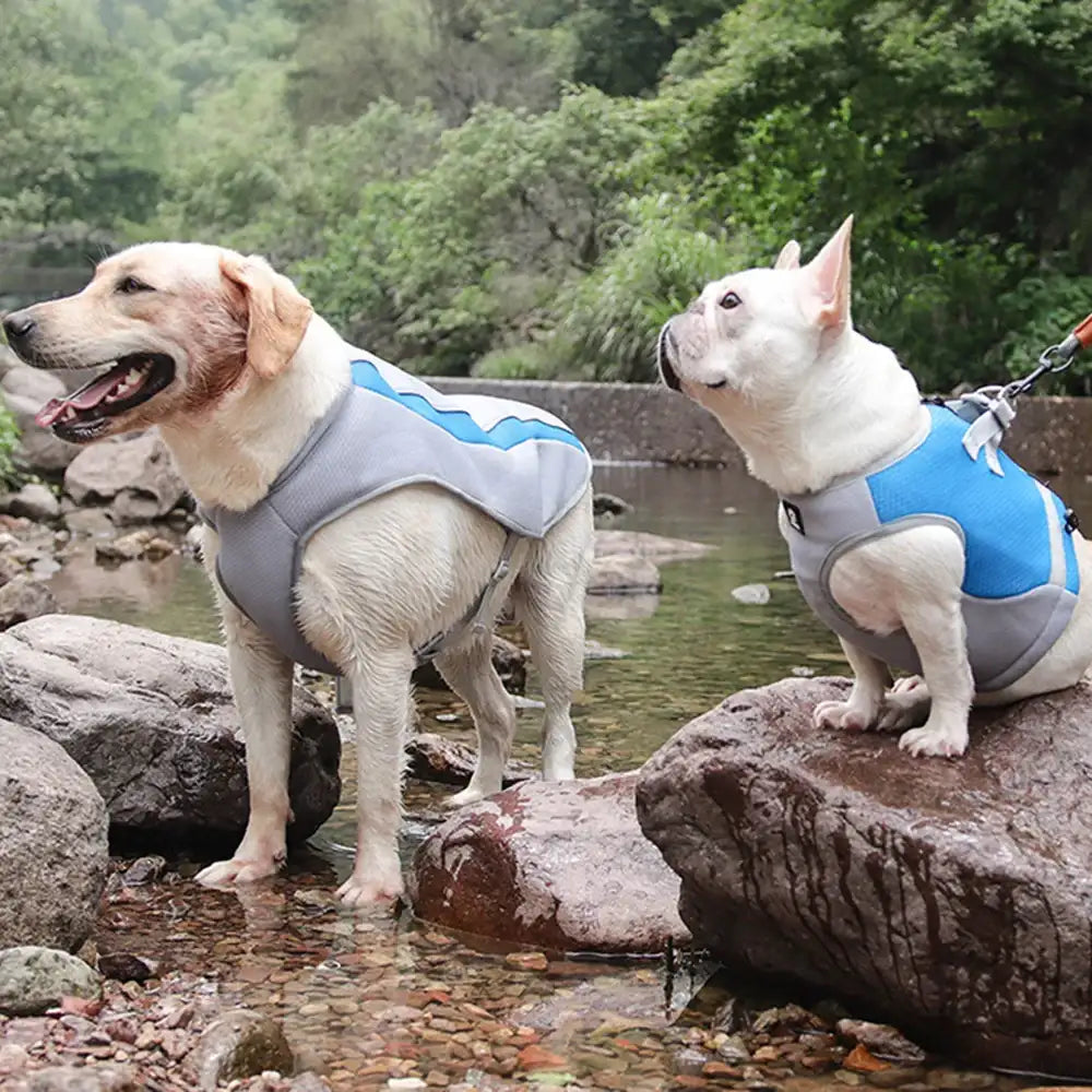 Veste Rafraîchissante Et Protection UV Pour Grand Chien