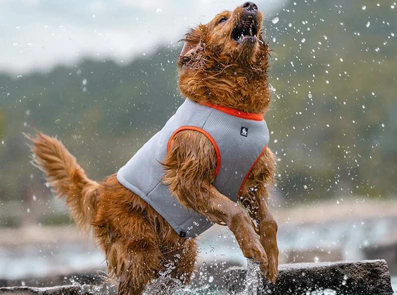 Veste Rafraîchissante Légère Pour Chien