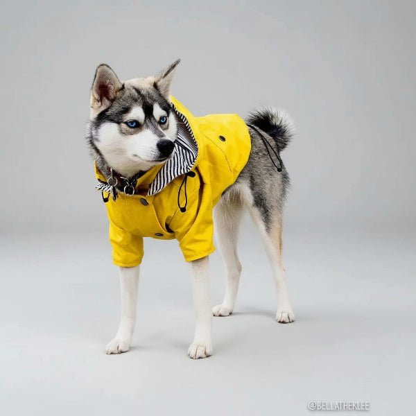 Imperméable pour chien